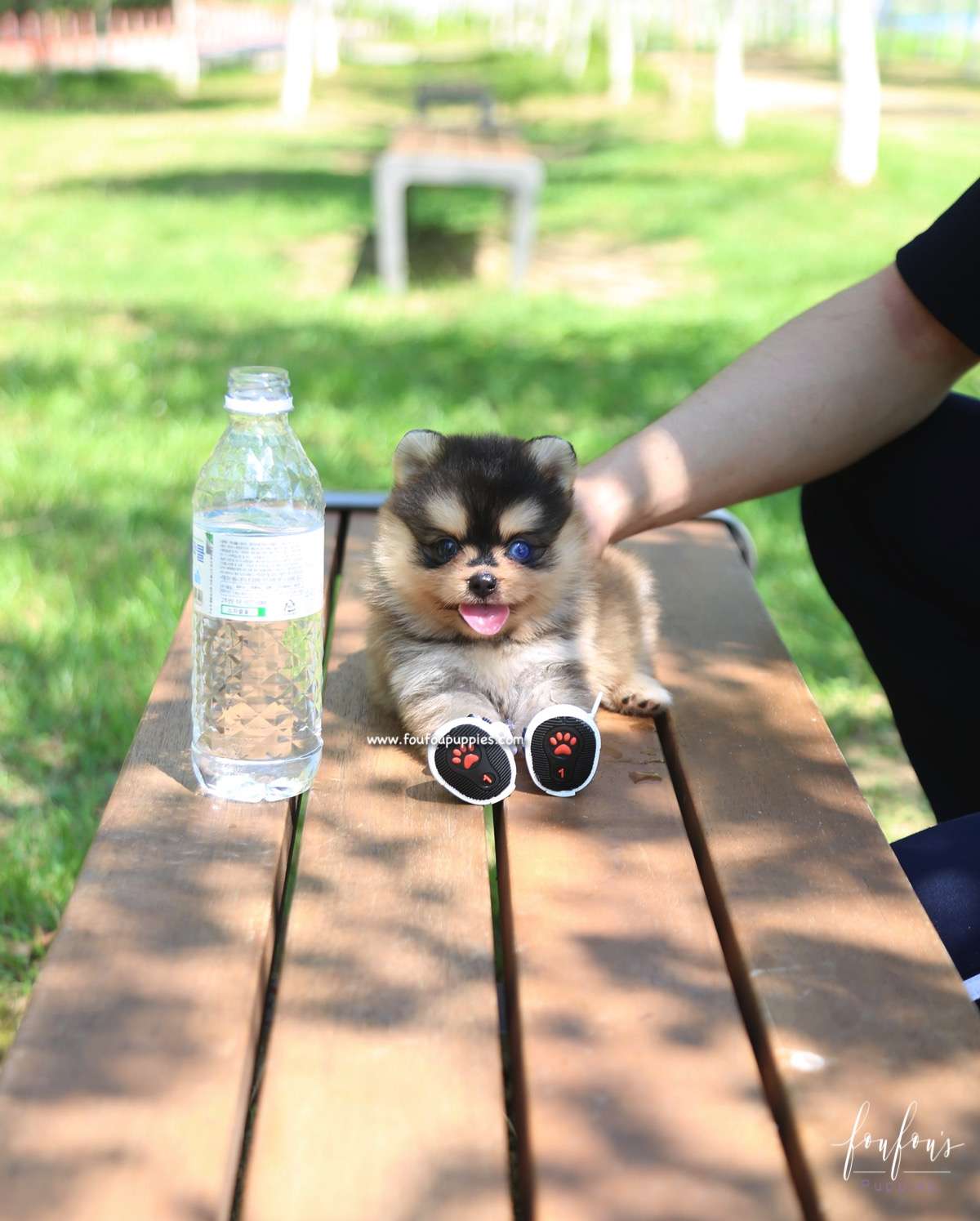 Dallas - Pomsky M.