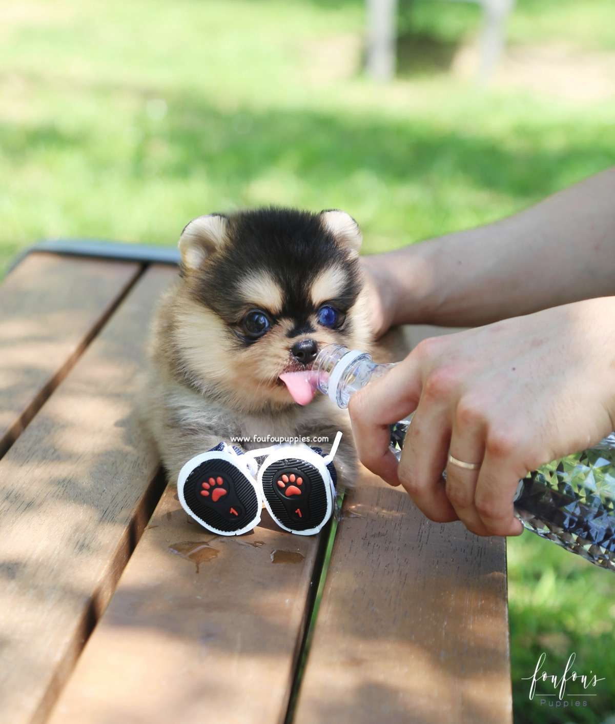 Dallas - Pomsky M.