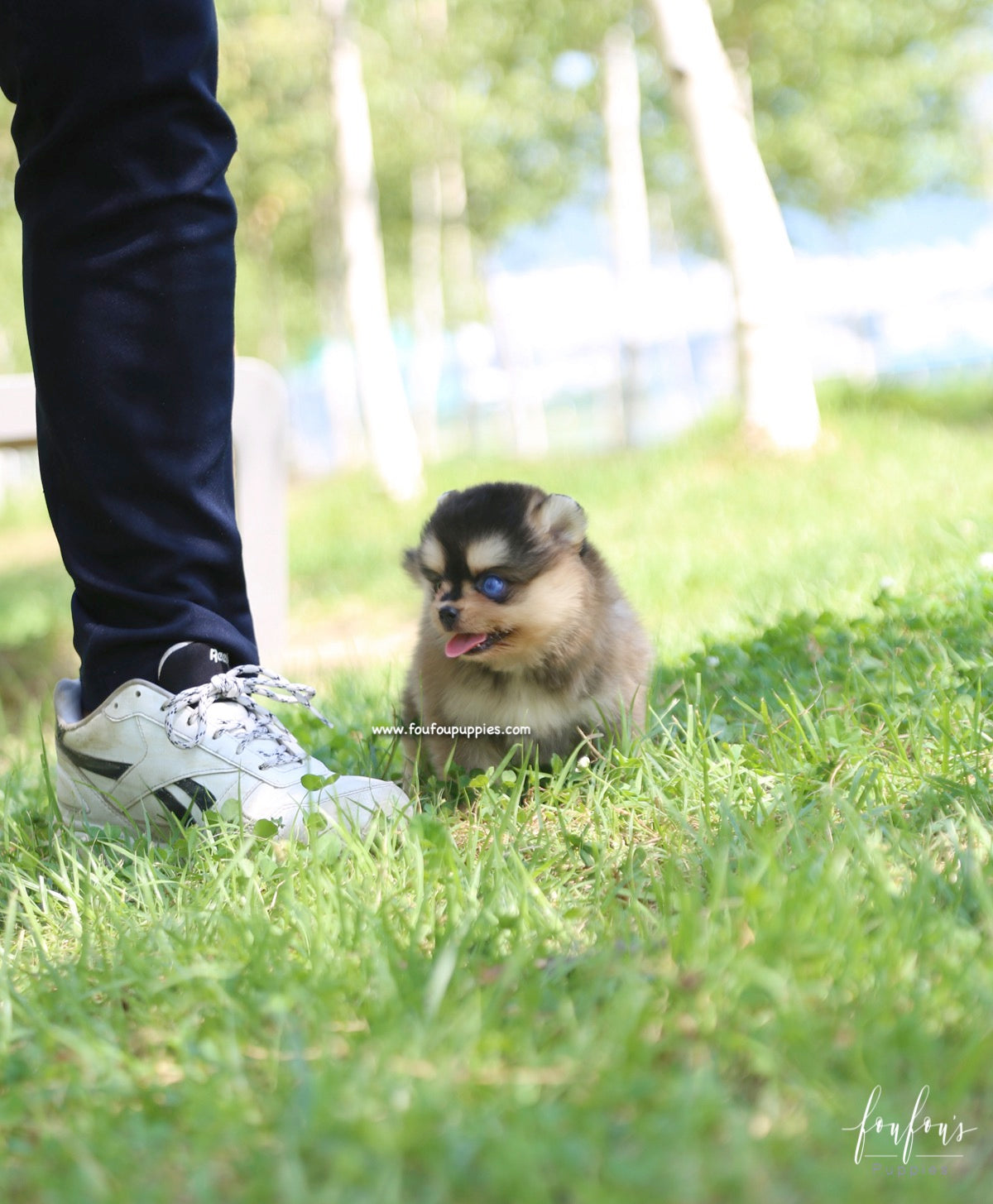 Dallas - Pomsky M.