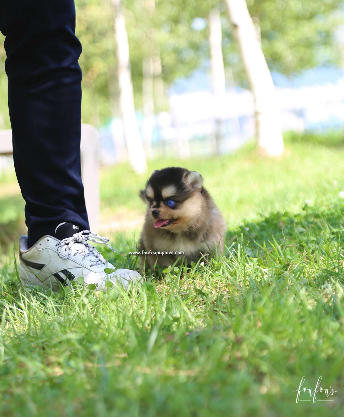 Dallas - Pomsky M.