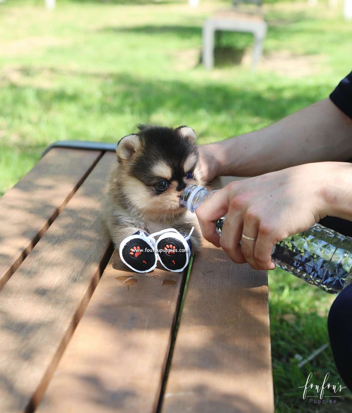 Dallas - Pomsky M.