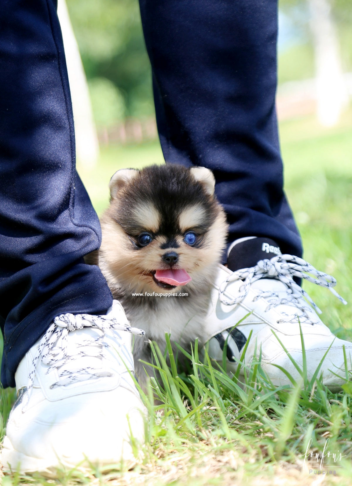 Dallas - Pomsky M.