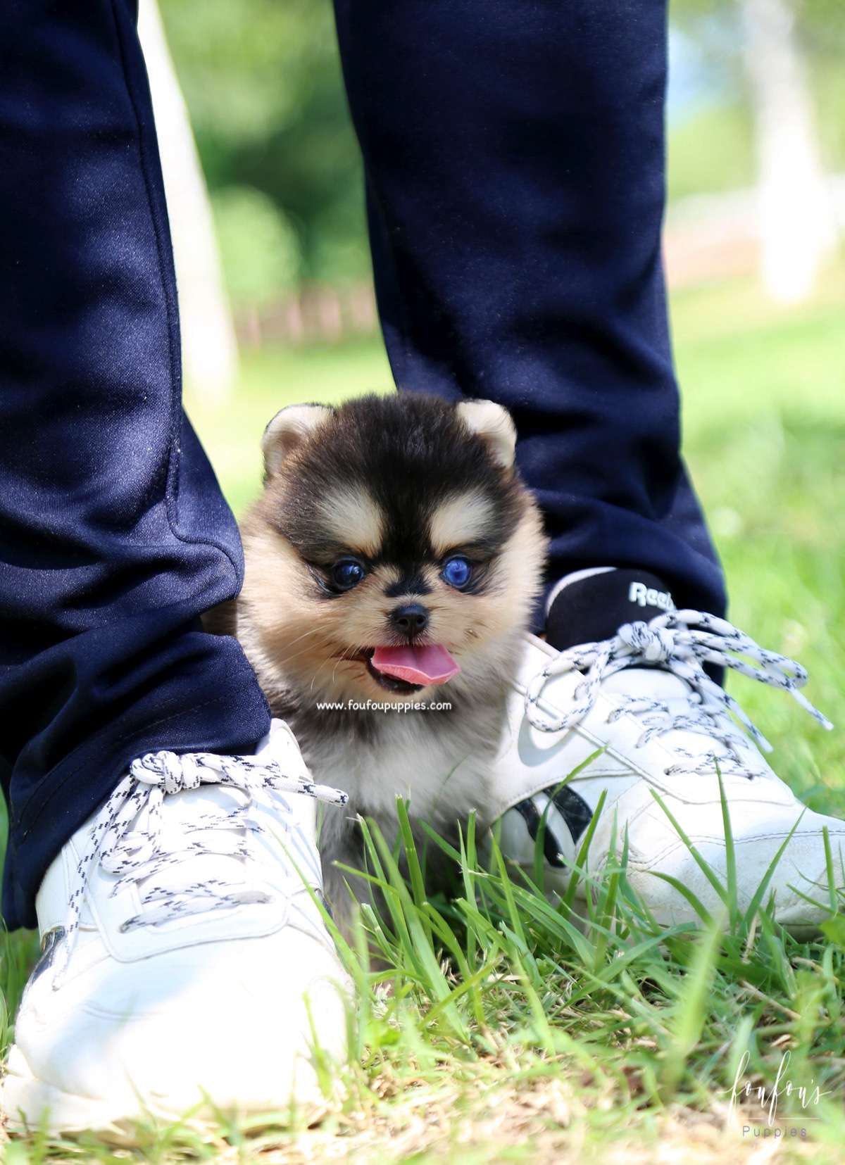 Dallas - Pomsky M.