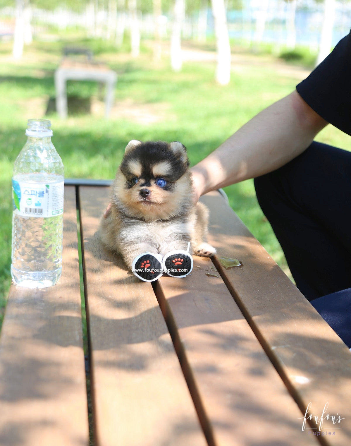 Dallas - Pomsky M.