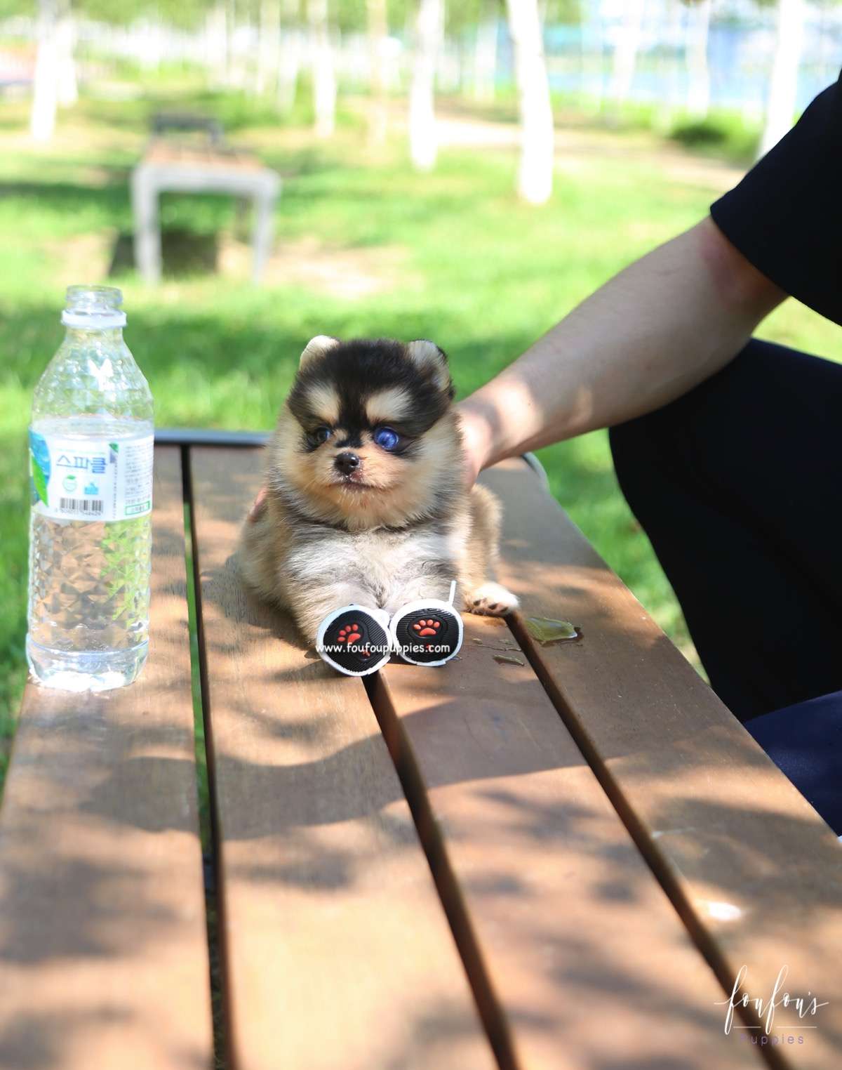 Dallas - Pomsky M.