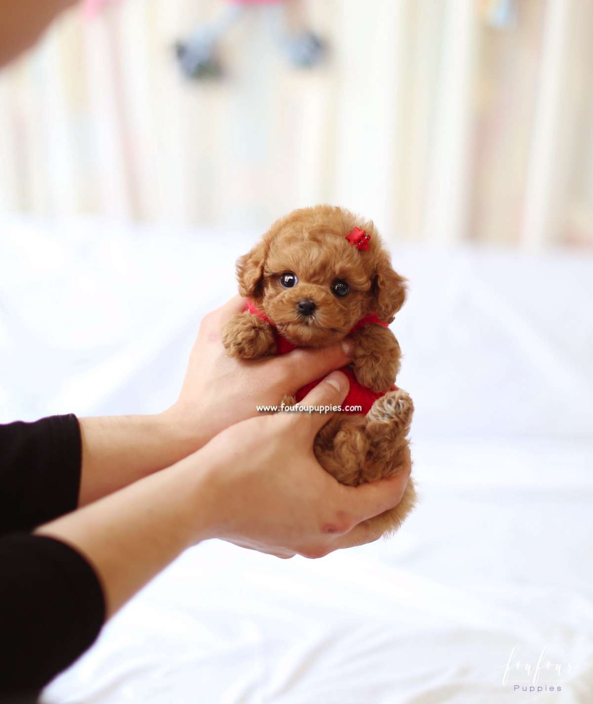 Ro - Poodle F.