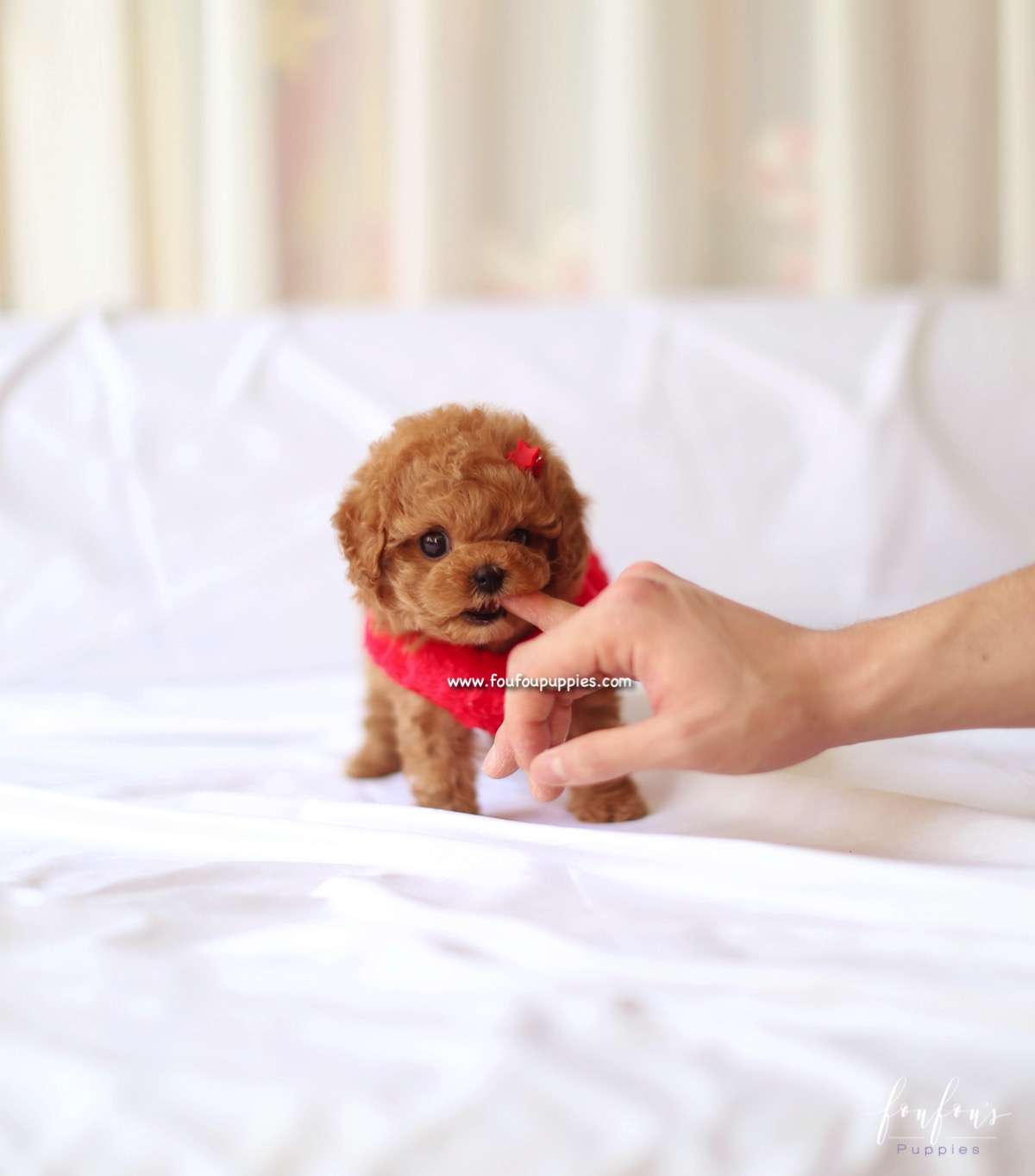 Ro - Poodle F.