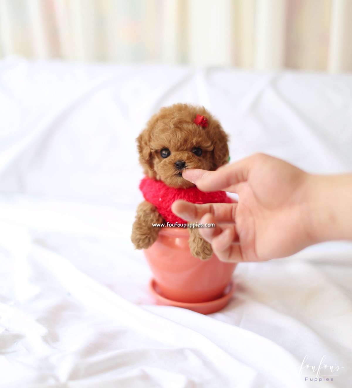 Ro - Poodle F.