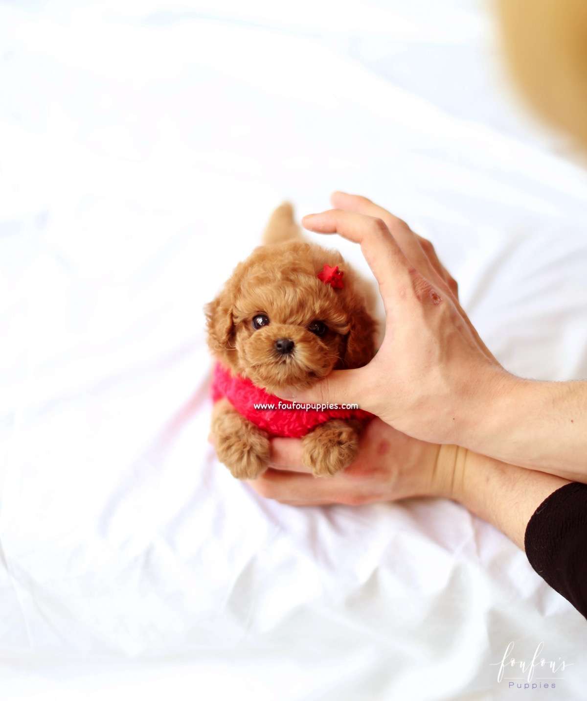 Ro - Poodle F.
