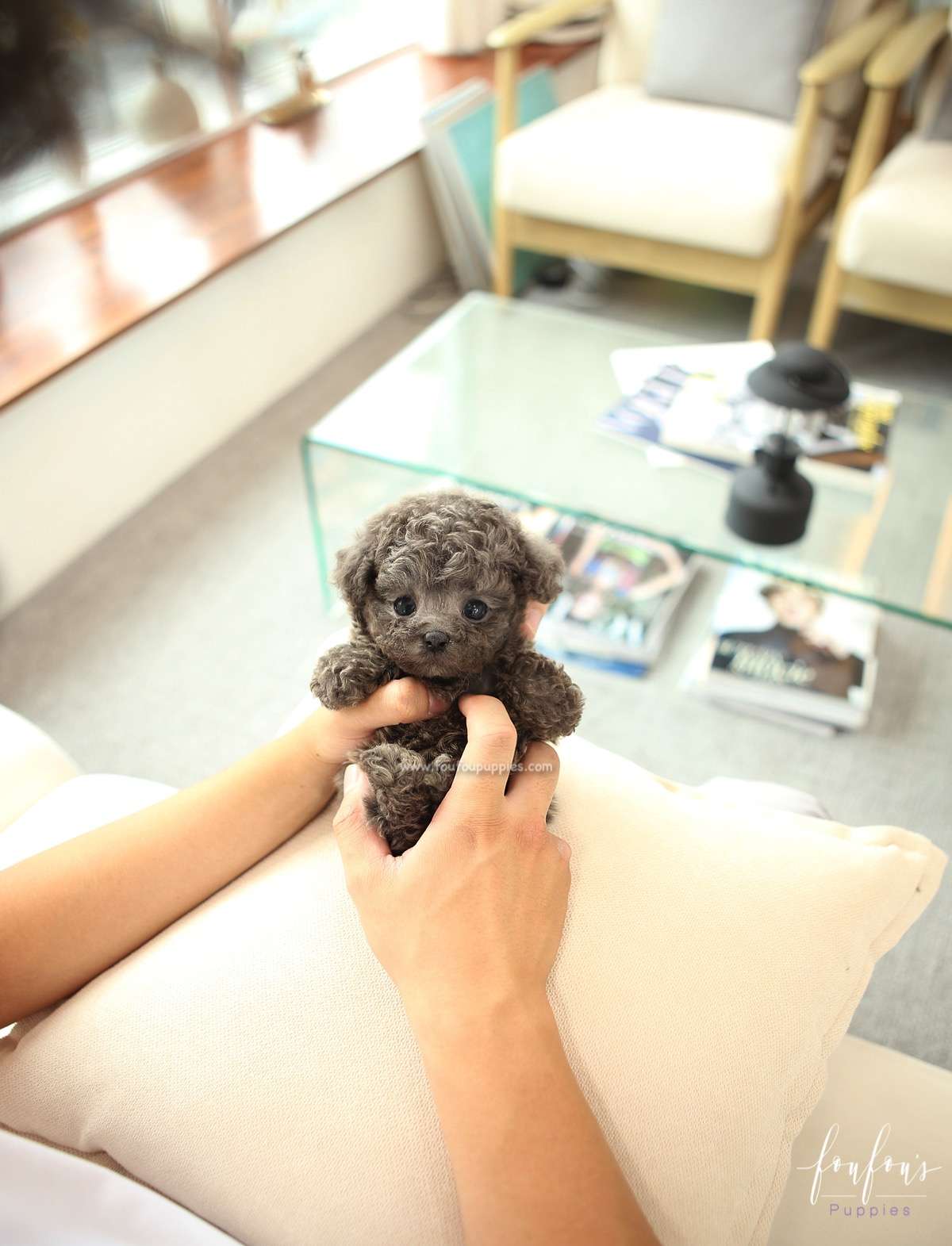 Rocco - Poodle M.