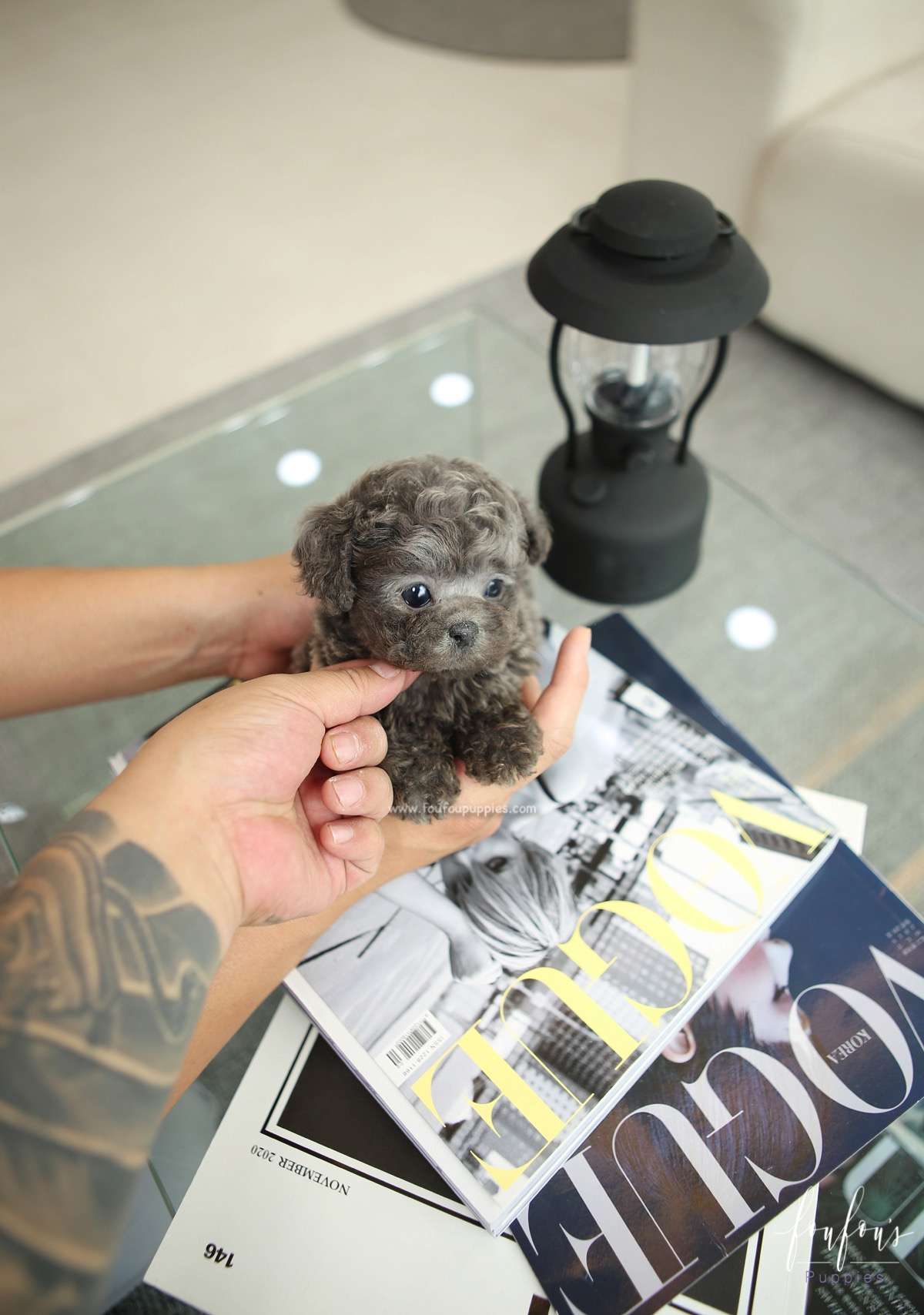 Rocco - Poodle M.