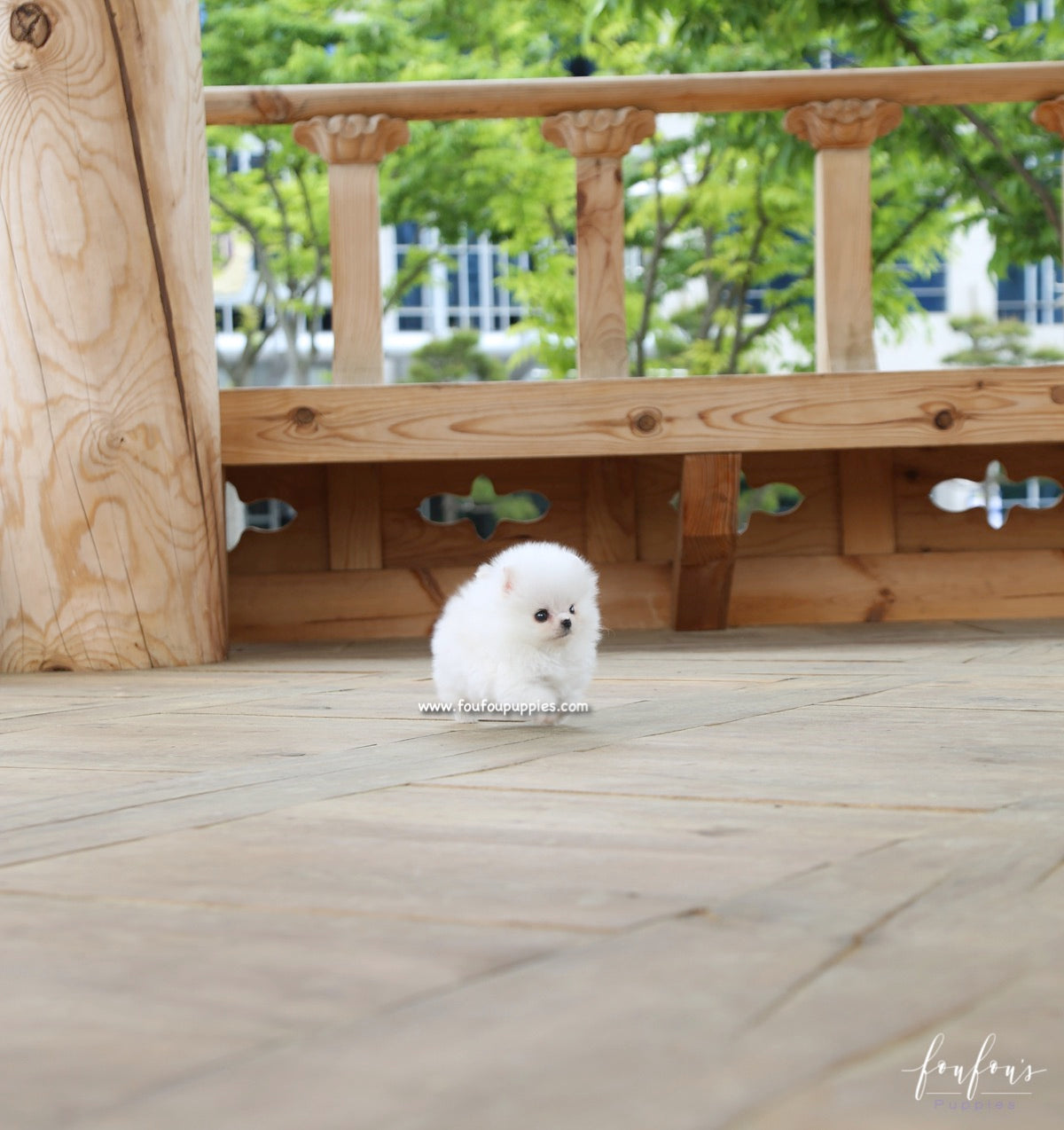 Raven - Pomeranian M.