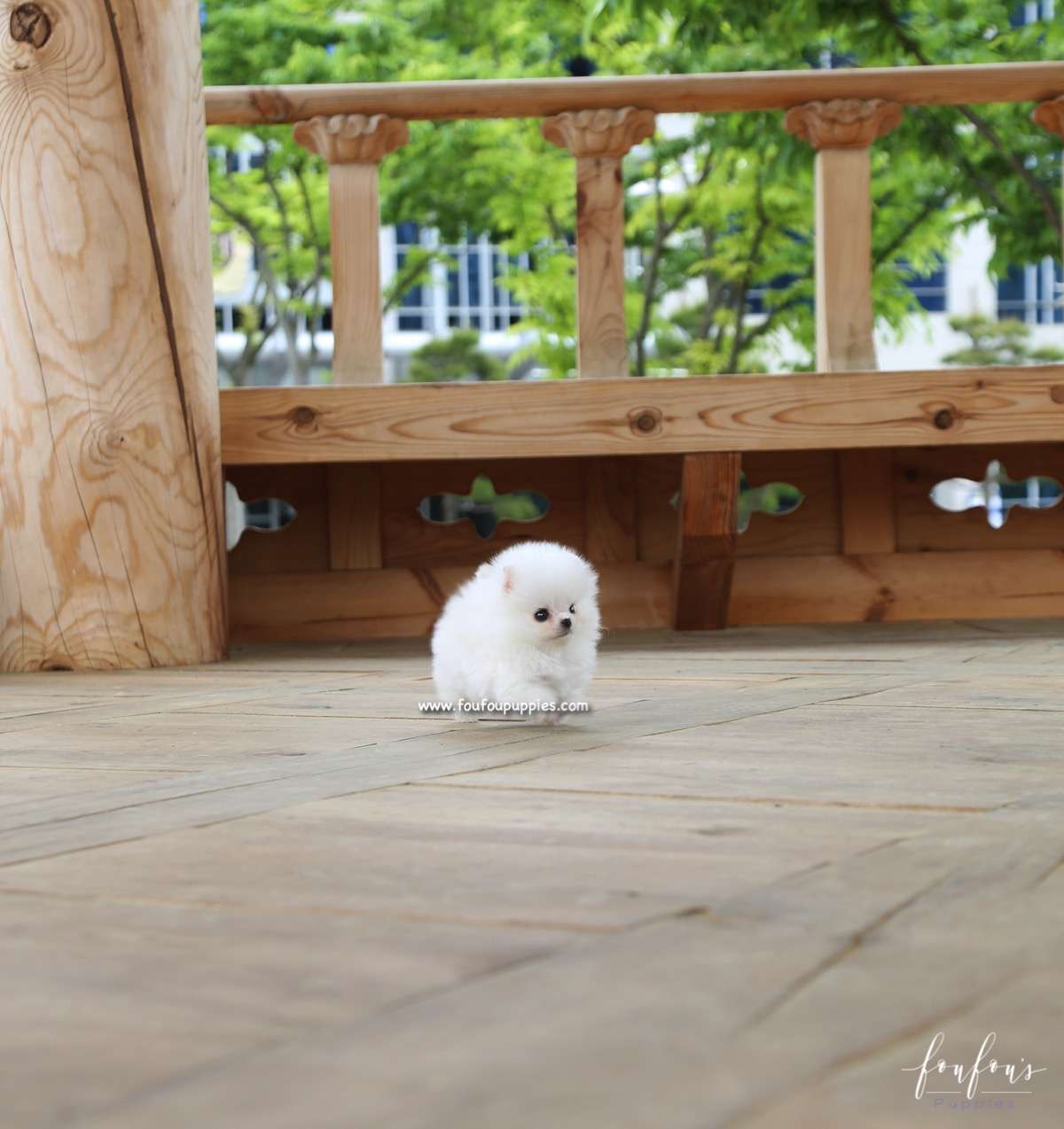 Raven - Pomeranian M.