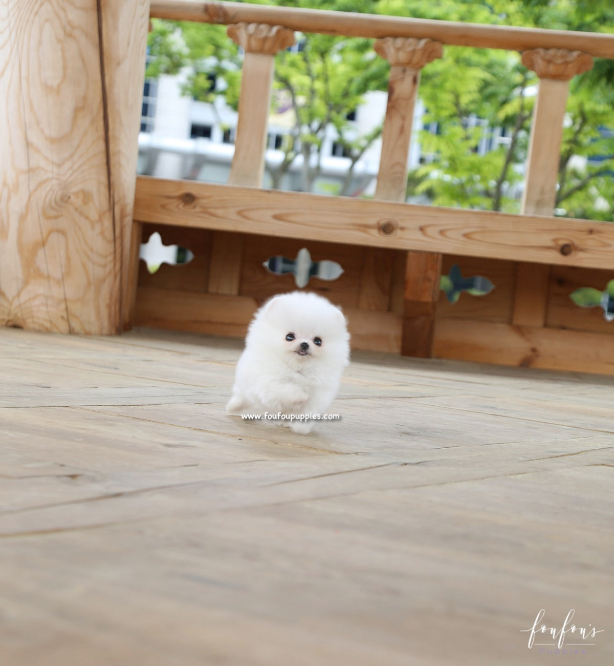 Raven - Pomeranian M.