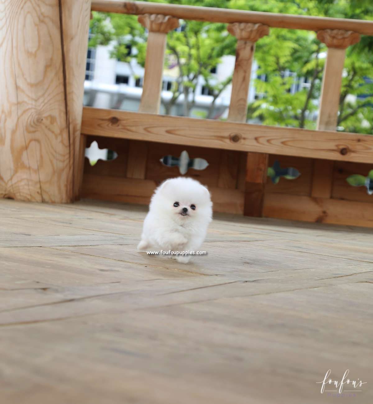 Raven - Pomeranian M.