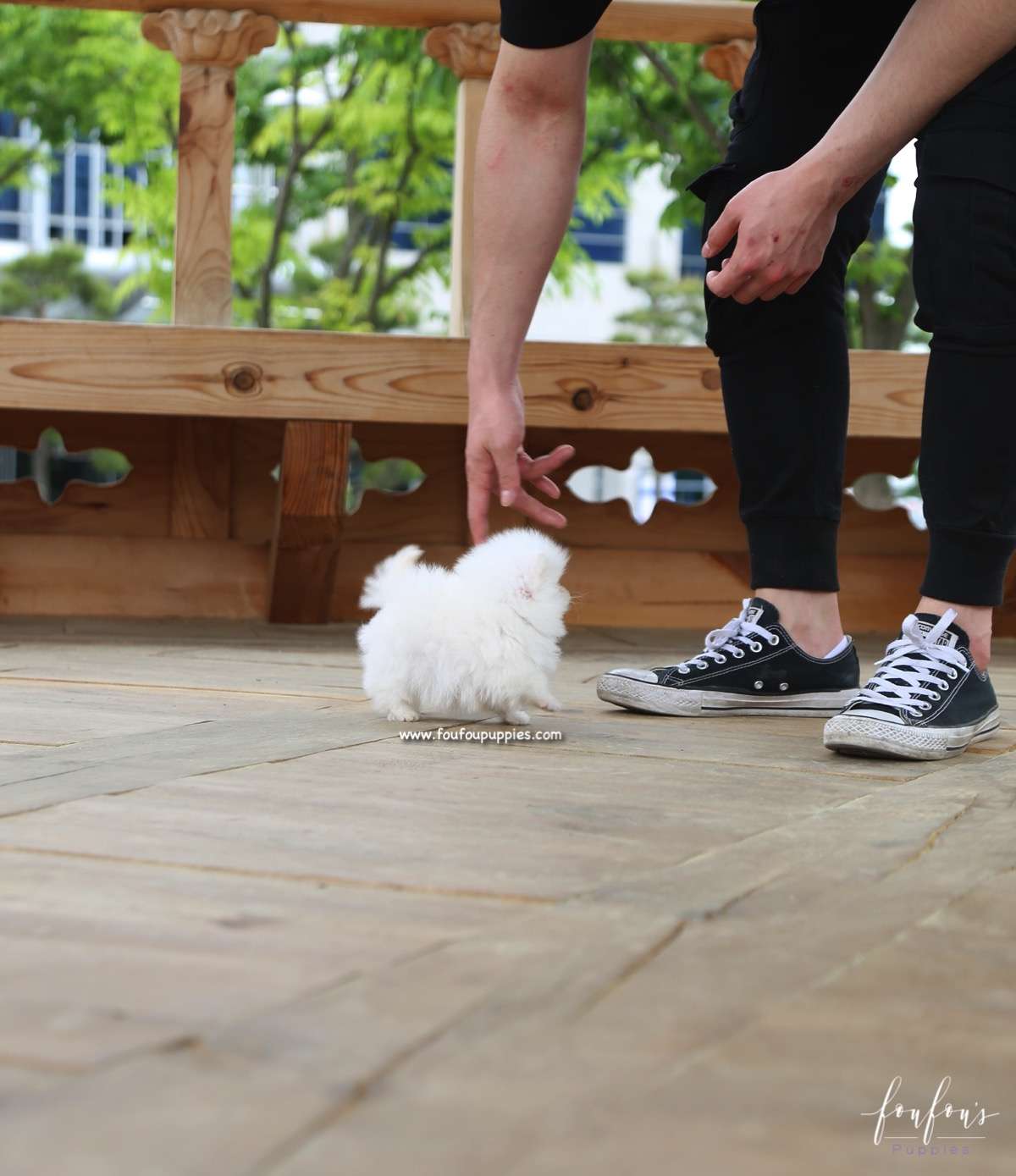 Raven - Pomeranian M.