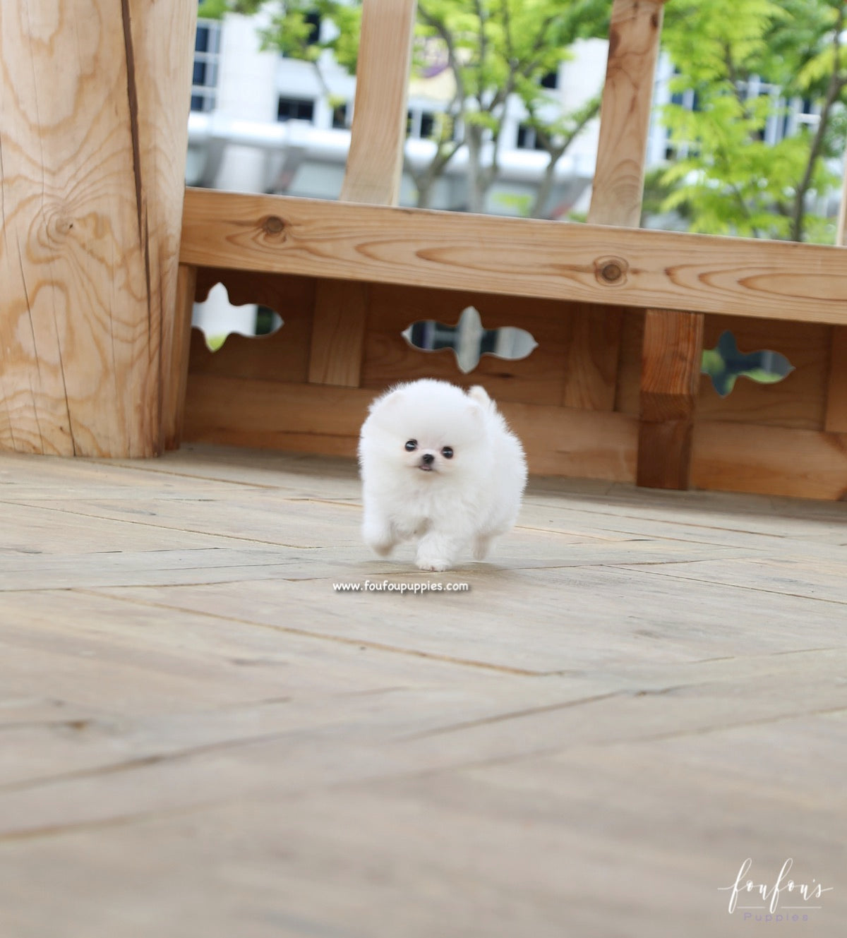 Raven - Pomeranian M.