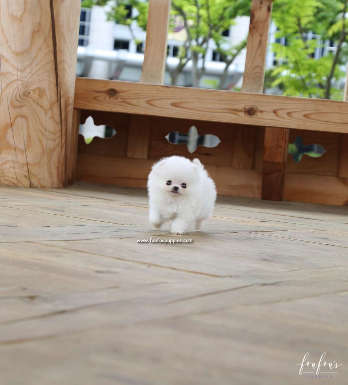 Raven - Pomeranian M.