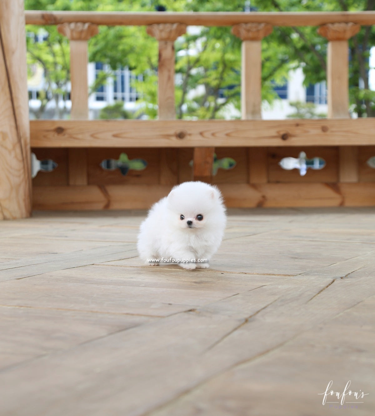 Raven - Pomeranian M.