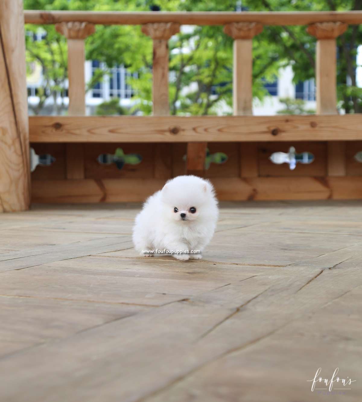 Raven - Pomeranian M.