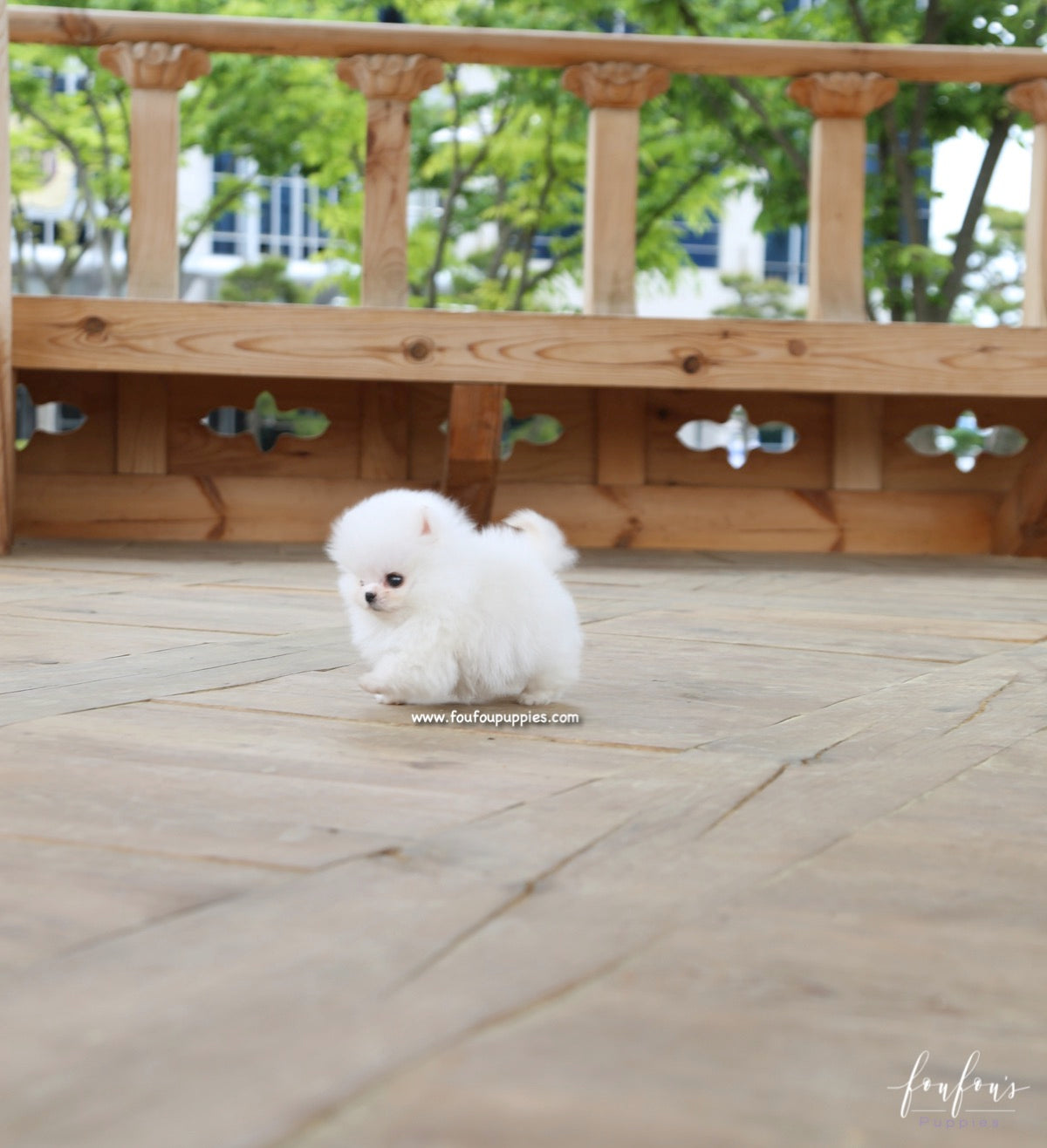 Raven - Pomeranian M.