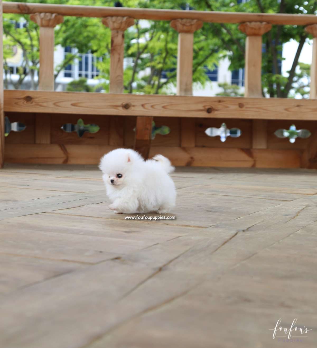Raven - Pomeranian M.