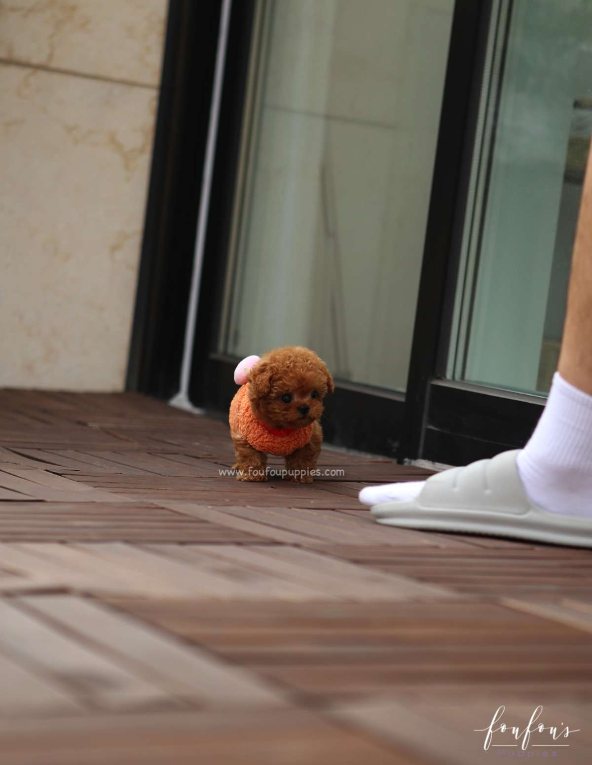 Ginger - Poodle F.