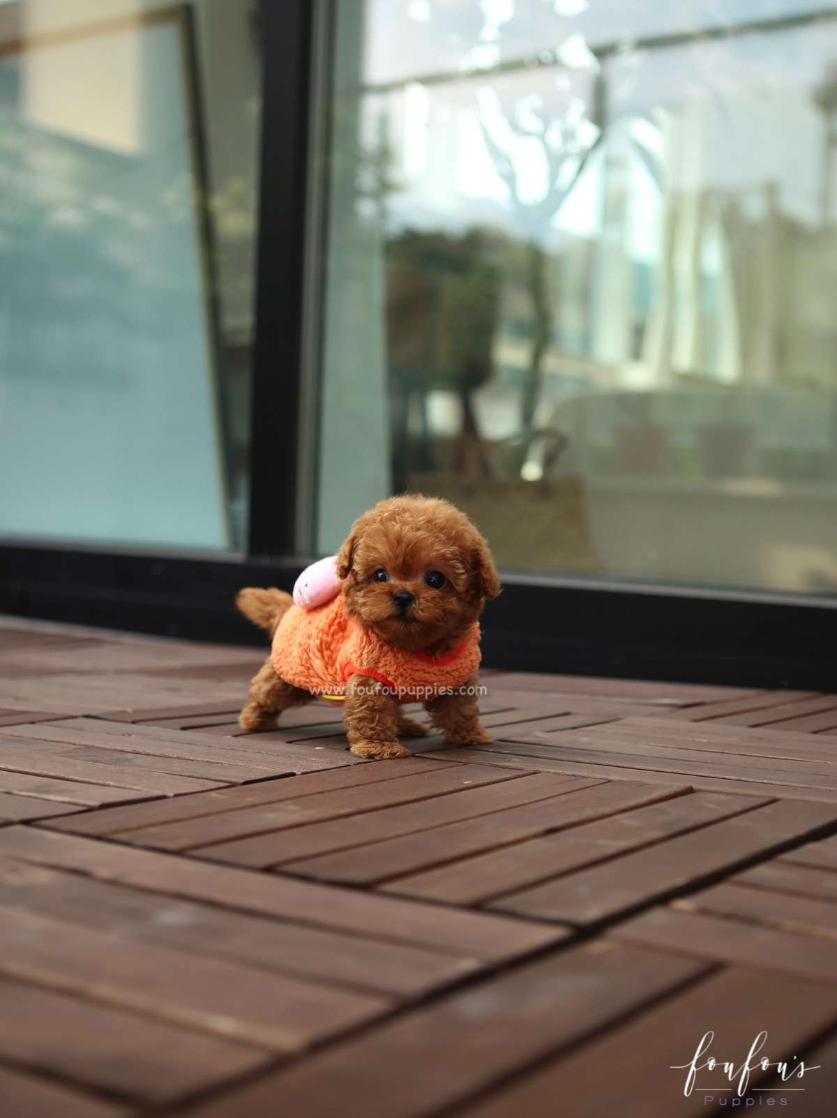Ginger - Poodle F.