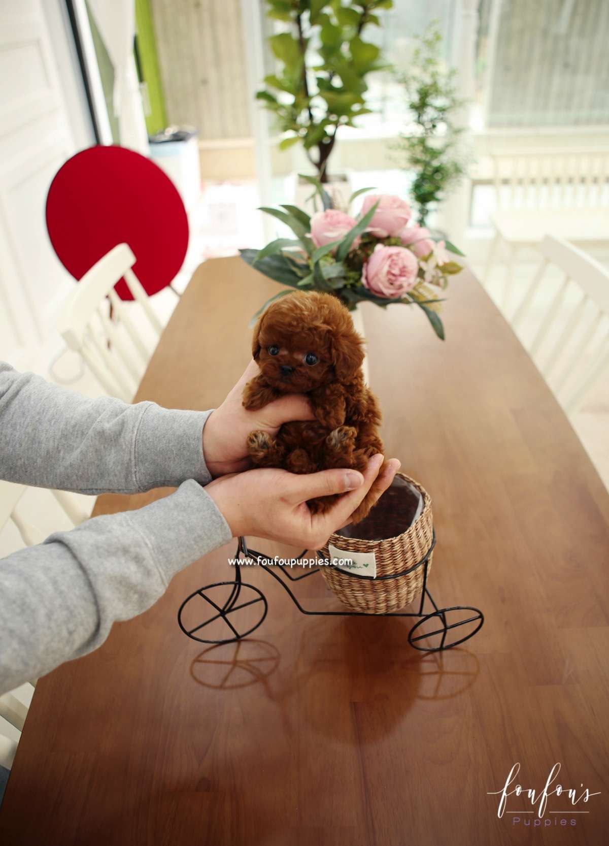 Rose - Poodle F.