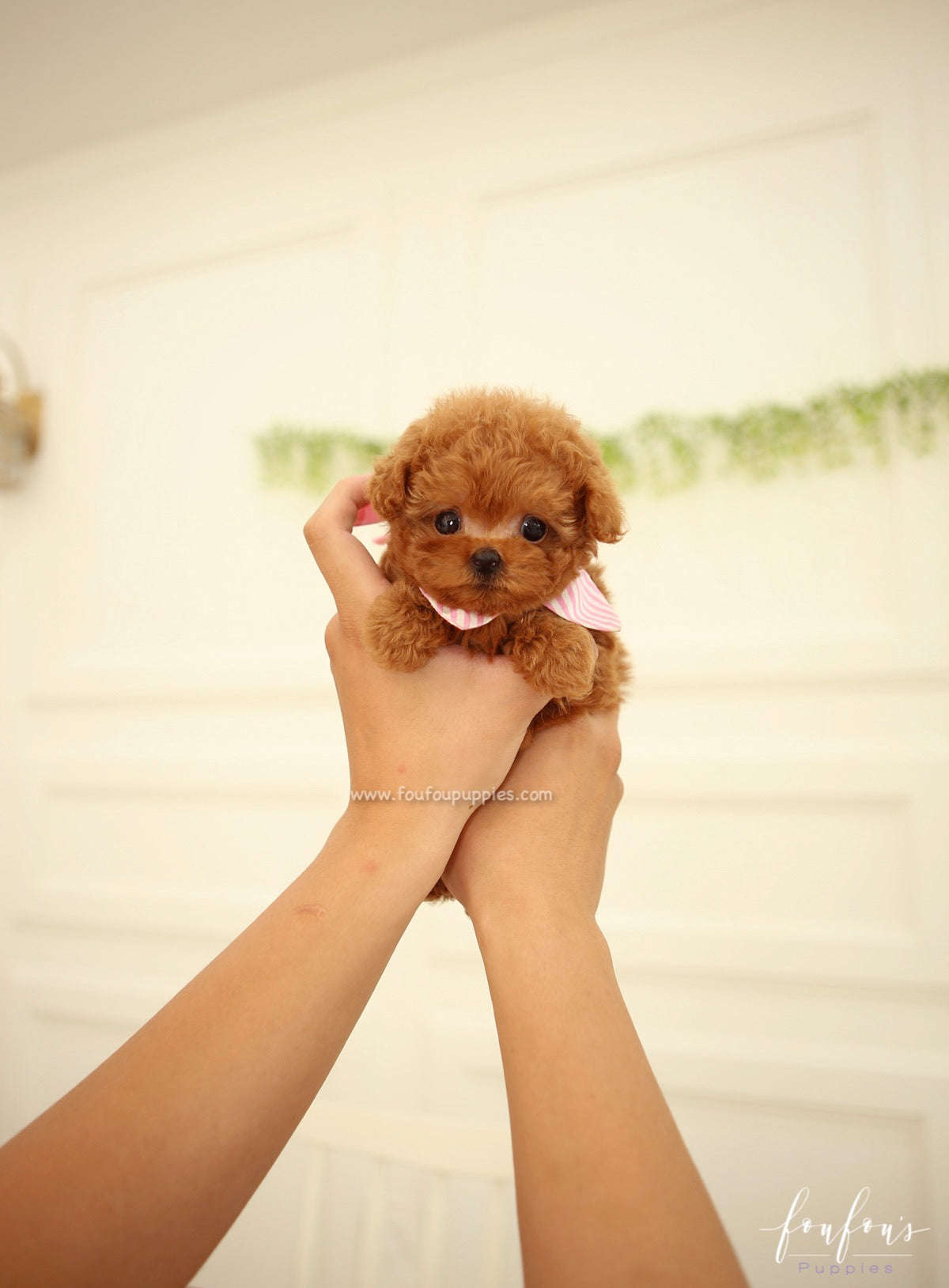 Ginger - Poodle F.