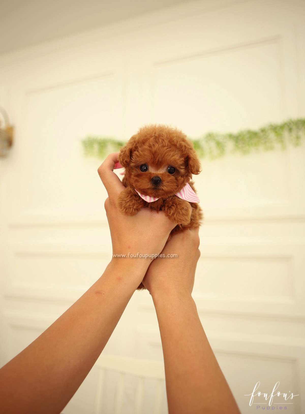 Ginger - Poodle F.