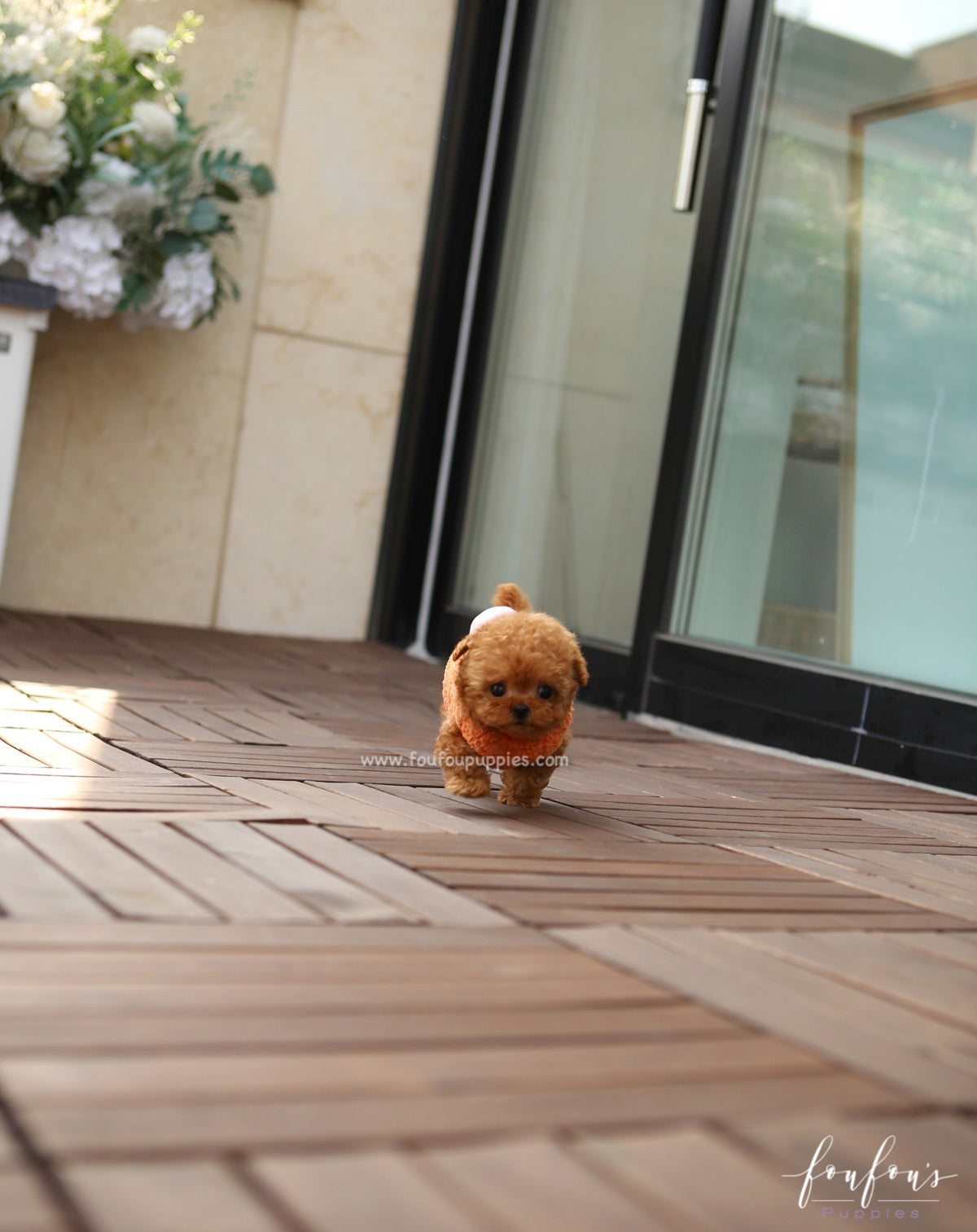 Ginger - Poodle F.
