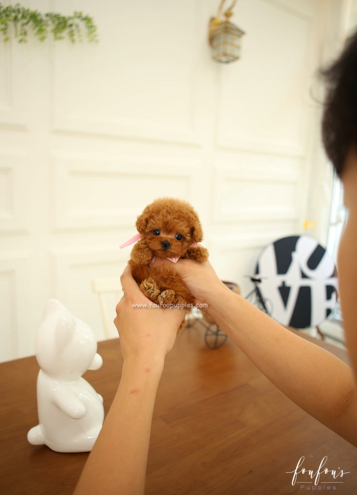 Ginger - Poodle F.