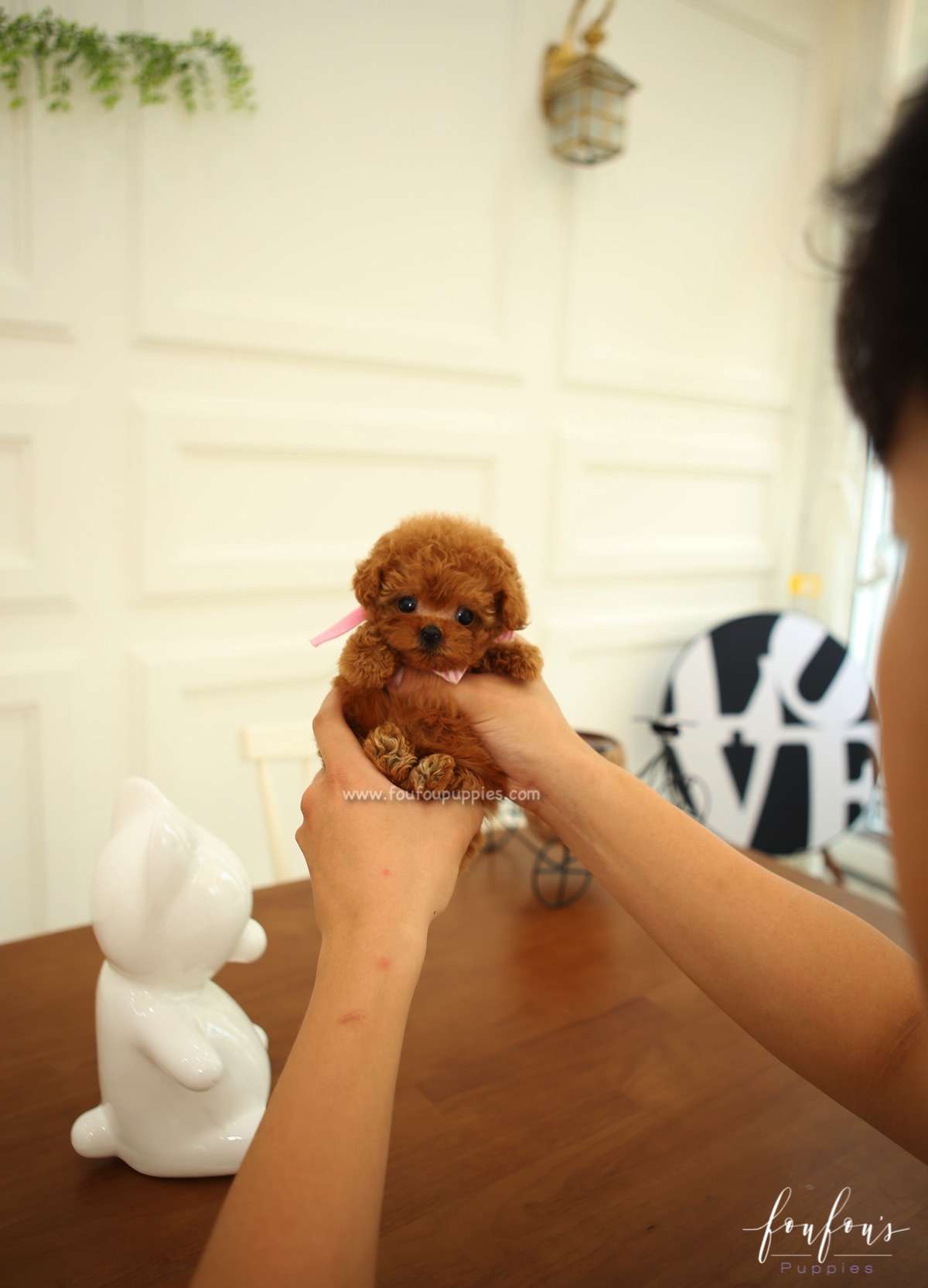 Ginger - Poodle F.