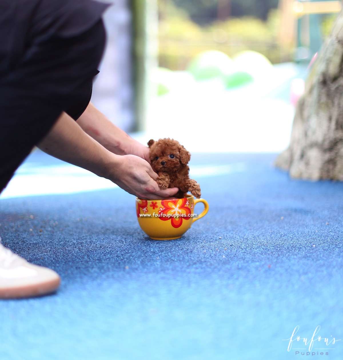 Zoé - Poodle F.