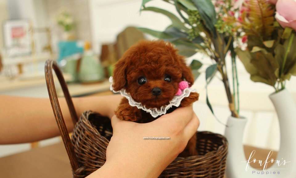Teacup Poodle