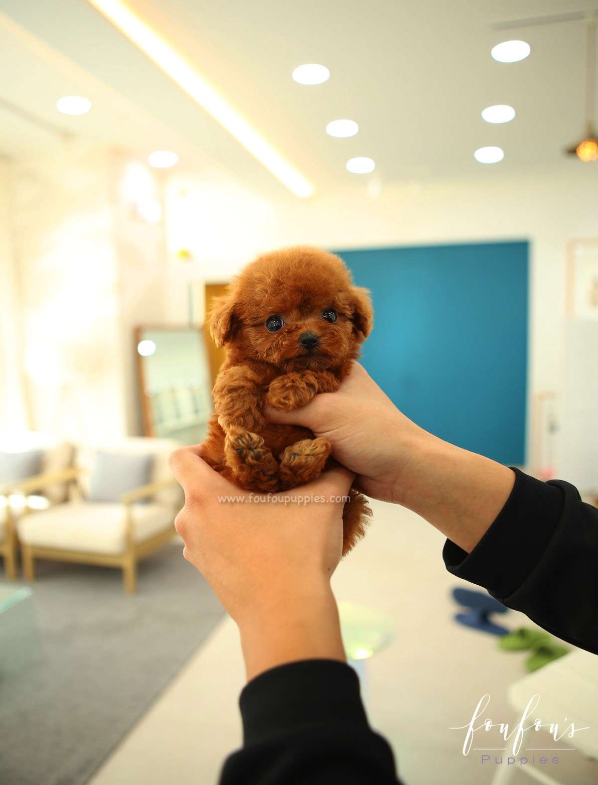 Ruby - Poodle F.