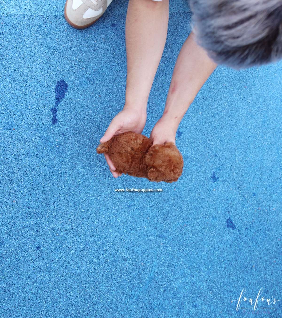 Zoé - Poodle F.