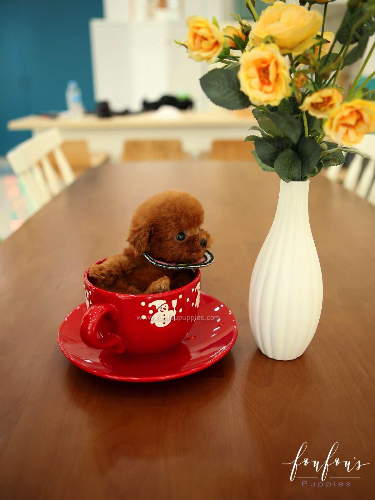 Ruby - Poodle F.