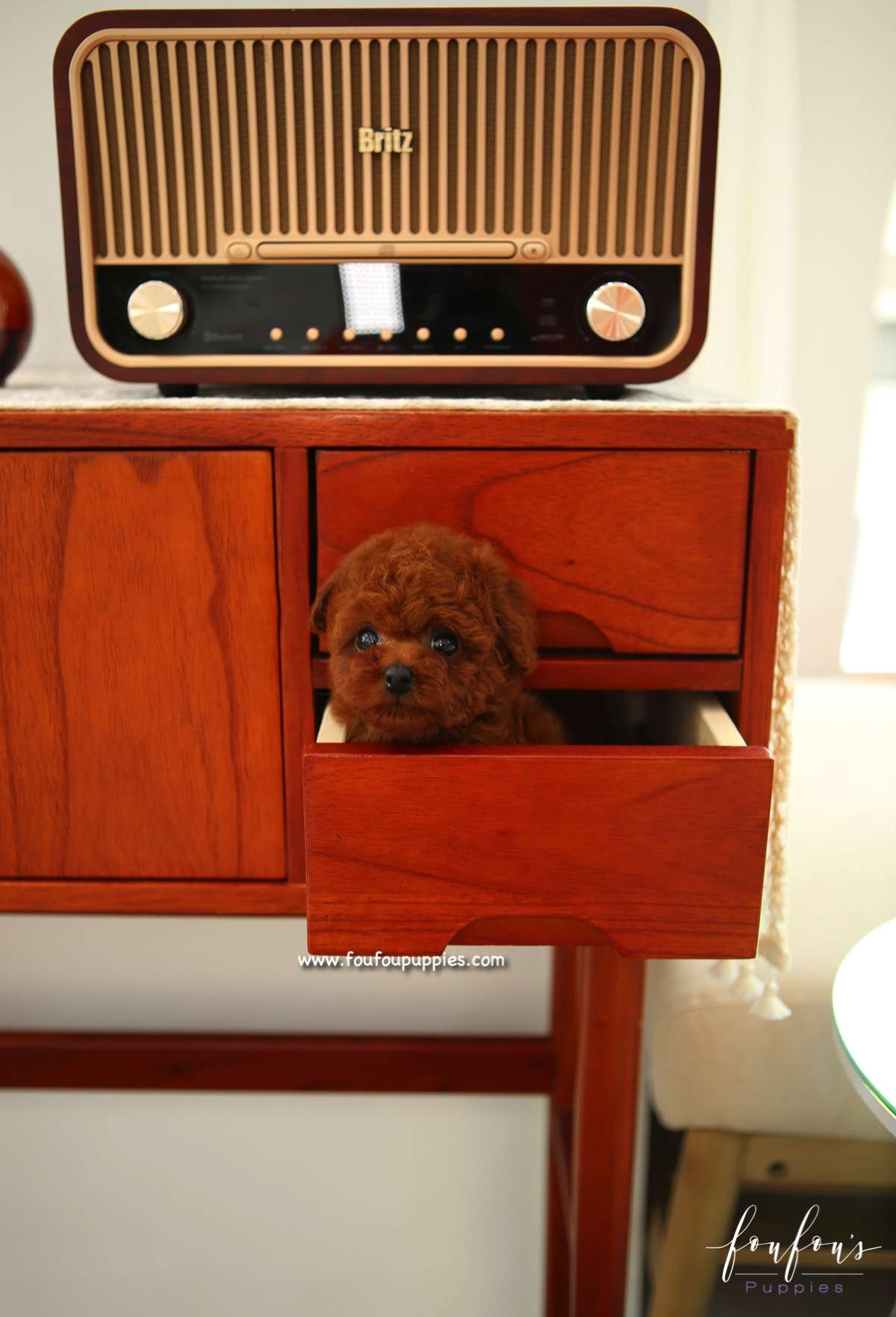 Cher - Poodle F.