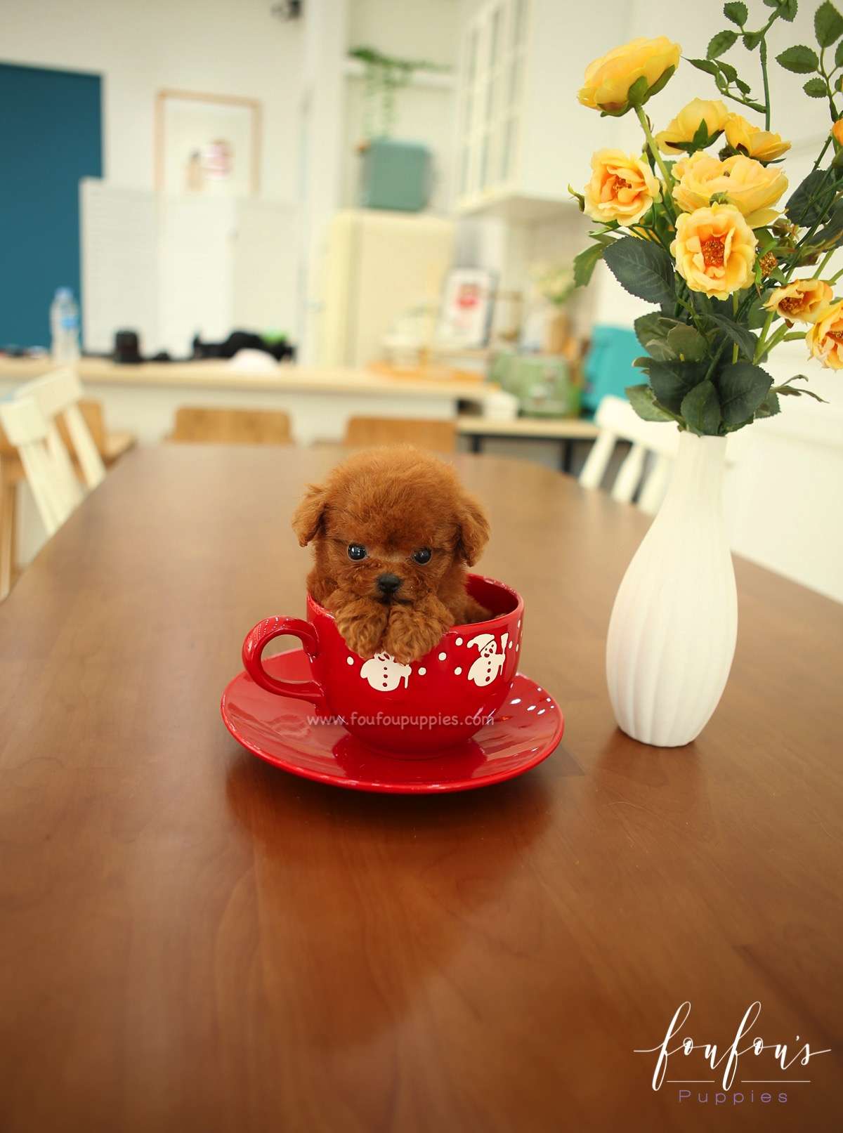 Ruby - Poodle F.