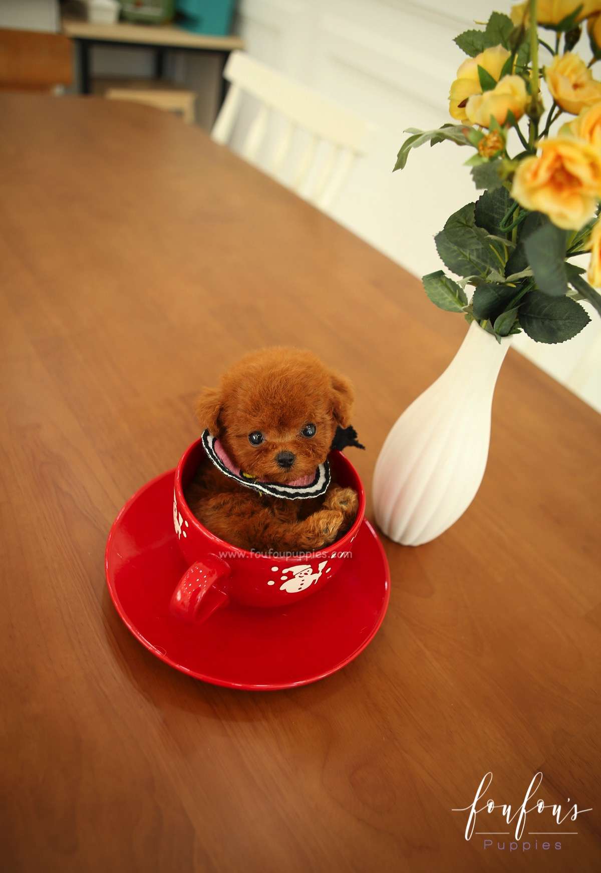 Ruby - Poodle F.
