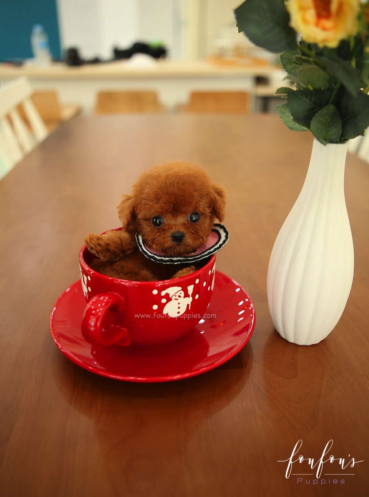 Ruby - Poodle F.