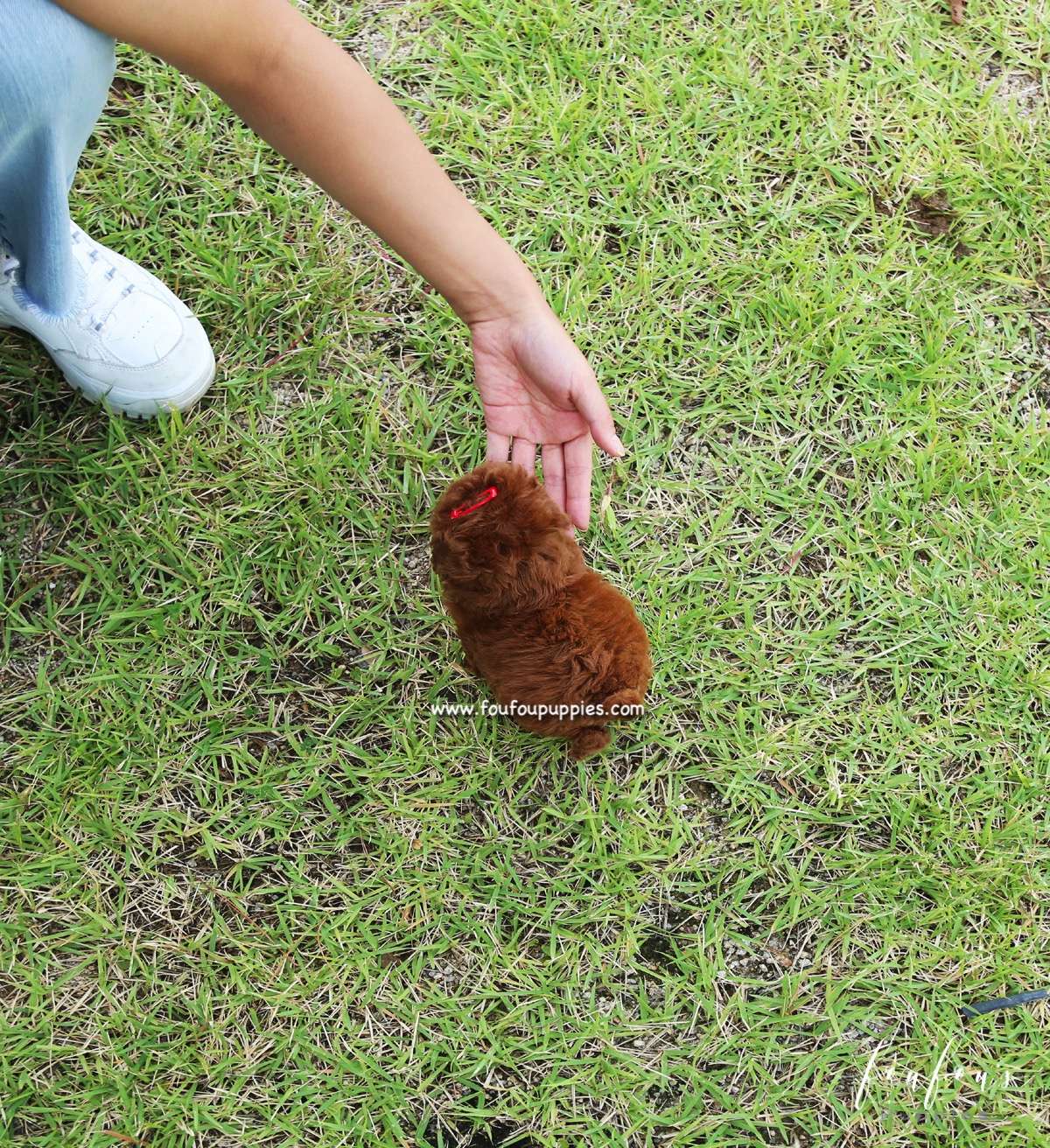 Rouge - Poodle F.