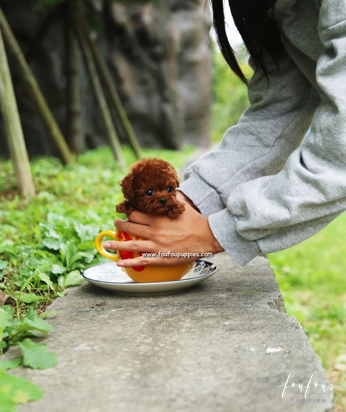 Rouge - Poodle F.