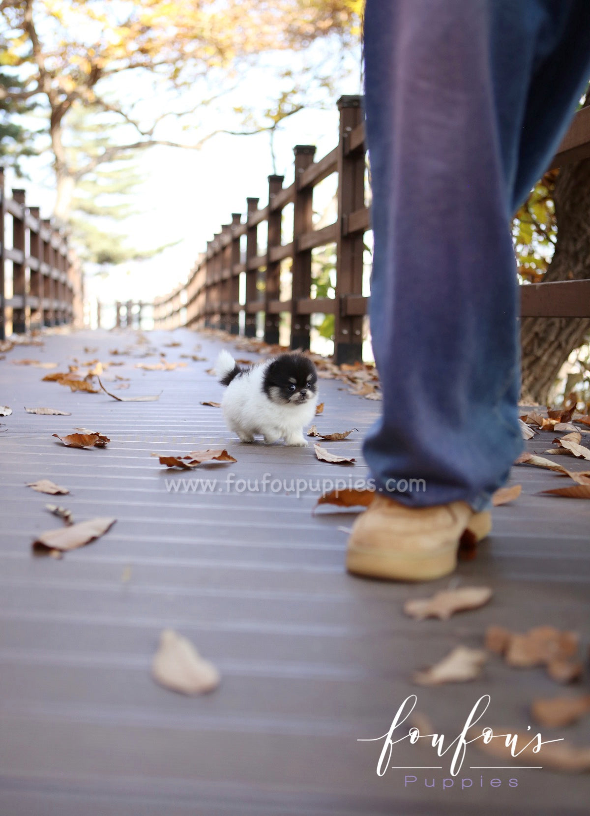 Rovine - Pomeranian F.