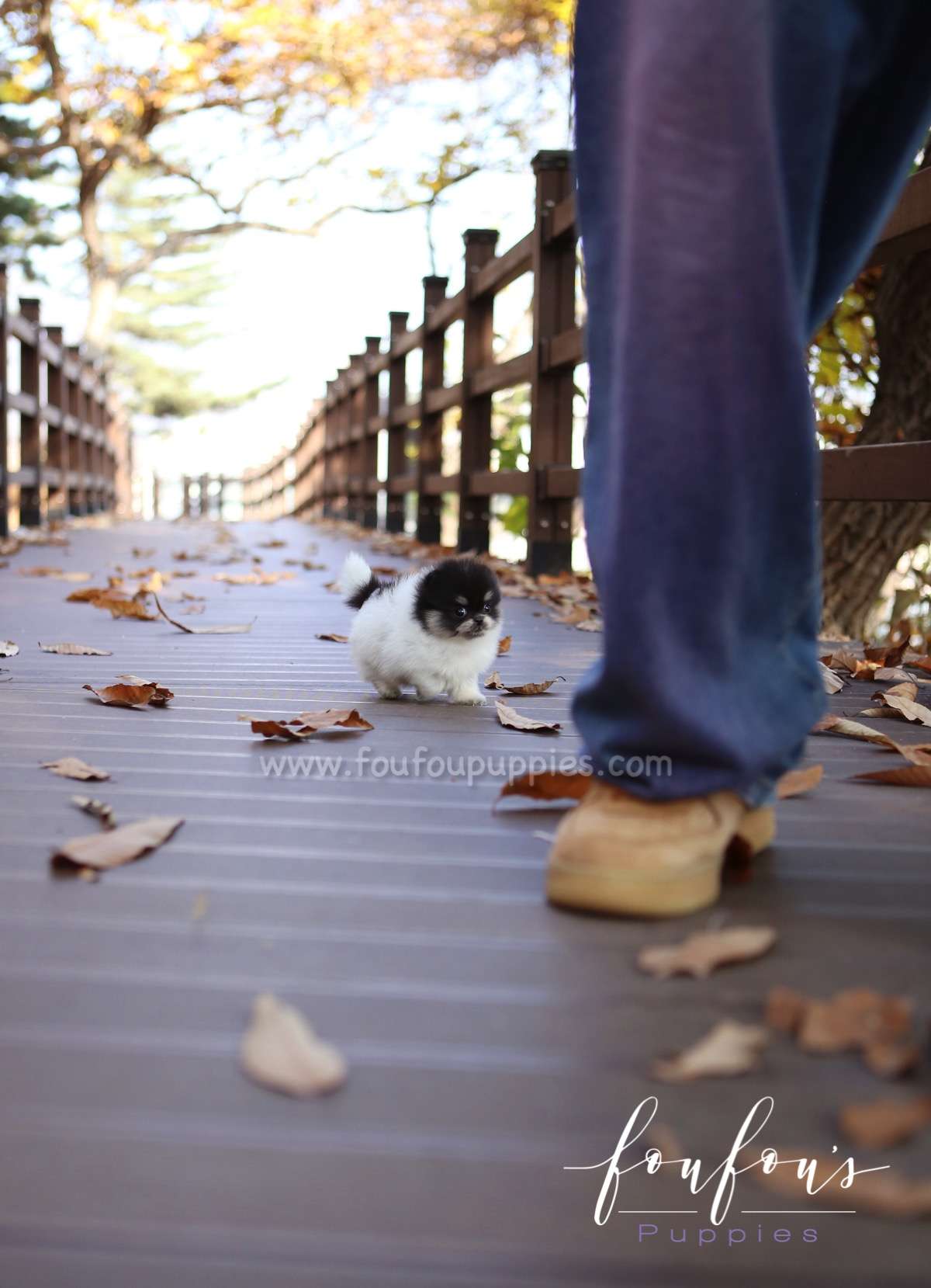 Rovine - Pomeranian F.