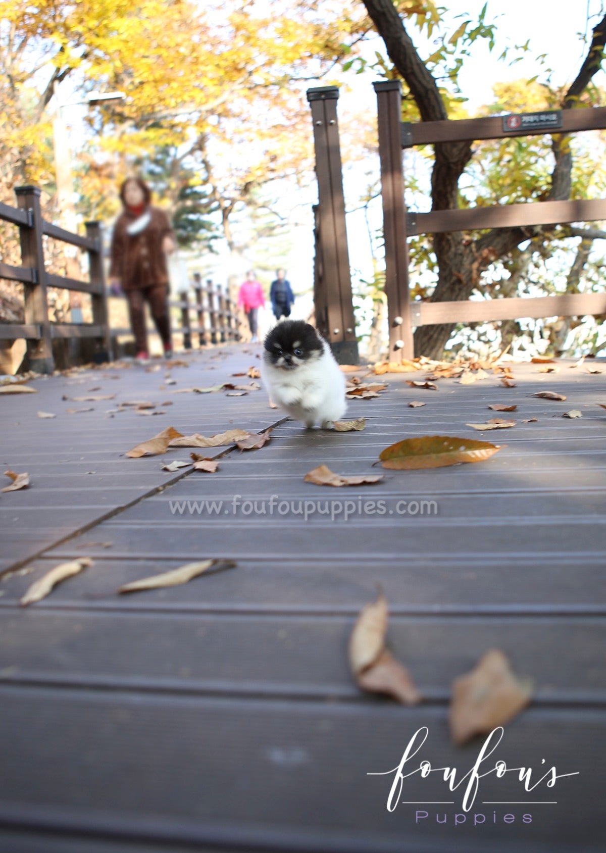 Rovine - Pomeranian F.