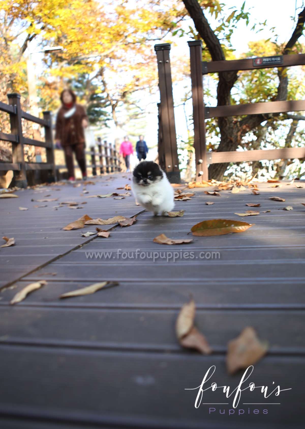 Rovine - Pomeranian F.