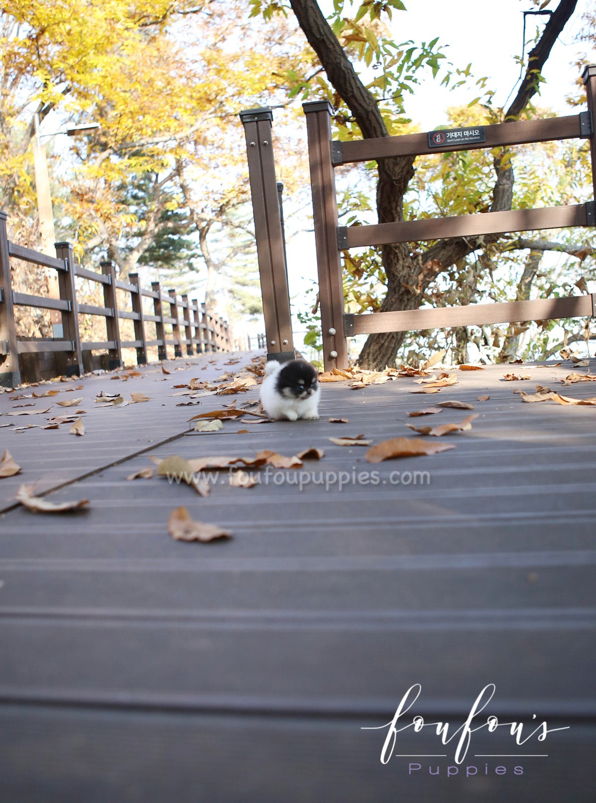 Rovine - Pomeranian F.